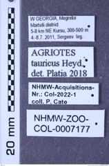 Etiketten zu Agriotes tauricus (Heyden, 1882) (NHMW-ZOO-COL-0007177)